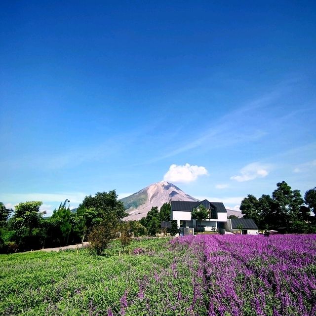 Purple Paradise: Discover the Tranquil Beauty of Lavender Farm Berastagi