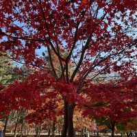 A Beautiful Escape: Nami Island Review