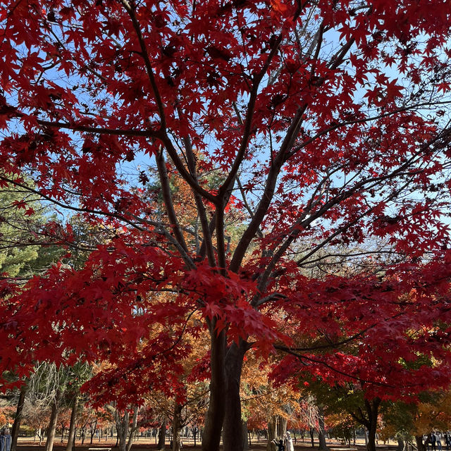 A Beautiful Escape: Nami Island Review