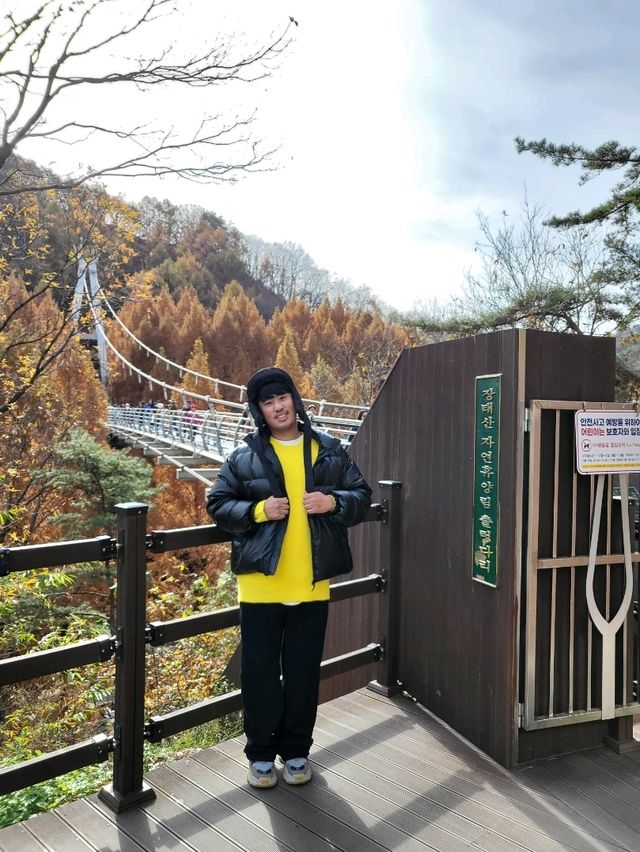국내 최고의 메타세콰이어명소 장태산휴양림