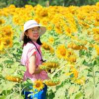 ทุ่งทานตะวัน ไร่วิชาญ ลพบุรี
