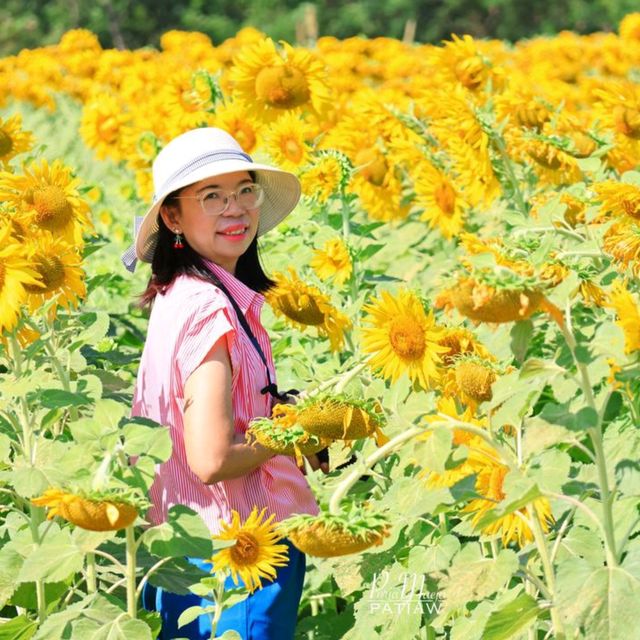 ทุ่งทานตะวัน ไร่วิชาญ ลพบุรี