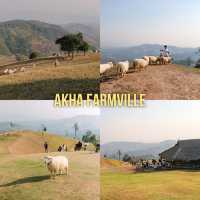 Akha Farmville ฟาร์มแกะยอดฮิตบนดอยช้าง