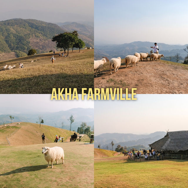 Akha Farmville ฟาร์มแกะยอดฮิตบนดอยช้าง