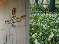 สัมผัสพรรณไม้เมืองหนาวในแดนร้อน 🌷