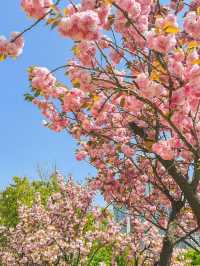 서울 벚꽃명소 🌸 보라매공원 겹벚꽃 보기
