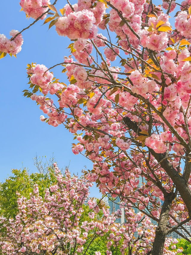 서울 벚꽃명소 🌸 보라매공원 겹벚꽃 보기
