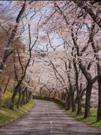 【静岡　富士霊園】知られざる美しさ桜スポット