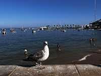 Lively and Charming Cascais in Portugal