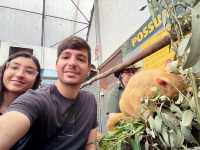 Close Encounters at Caversham Wildlife Park: Kangaroos, Koalas, Wombats and More