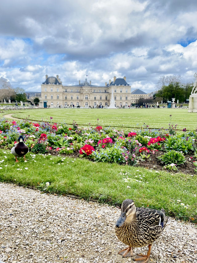 我最愛😍的法國🇫🇷盧森堡花園🌷
