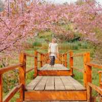 สะพานซากุระบ้านขุนวาง…เชียงใหม่🌸