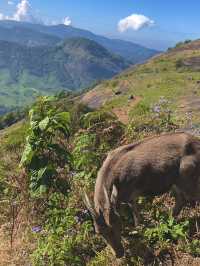 NP Hike with endangered species Nilgiri Tahr‼️