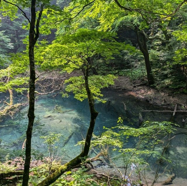【青森県】十二湖〜神秘の青と自然〜