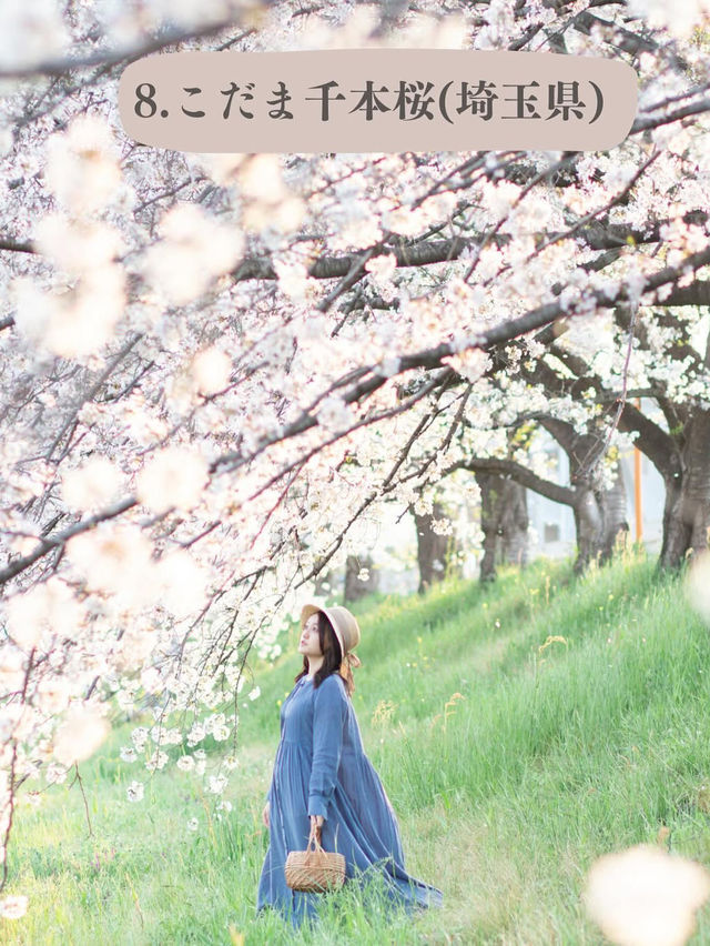 全国のソメイヨシノオススメスポット🌸