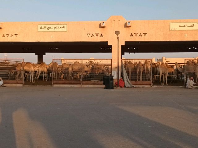 A visit to camel market in Al-Ain, Abu Dhabi