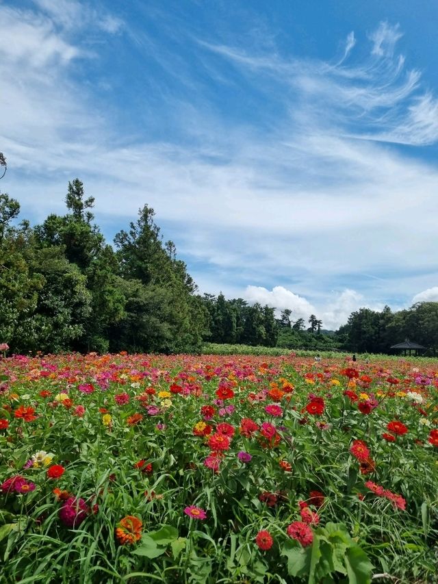 코스모스와 백일홍이 가득한곳🪻🌷🌺🌻