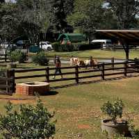 Rancho Charnvee Resort Khaoyai & CountryClub