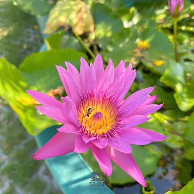 💯 วัดสุวรรณภูมิพุทธชยันตี 