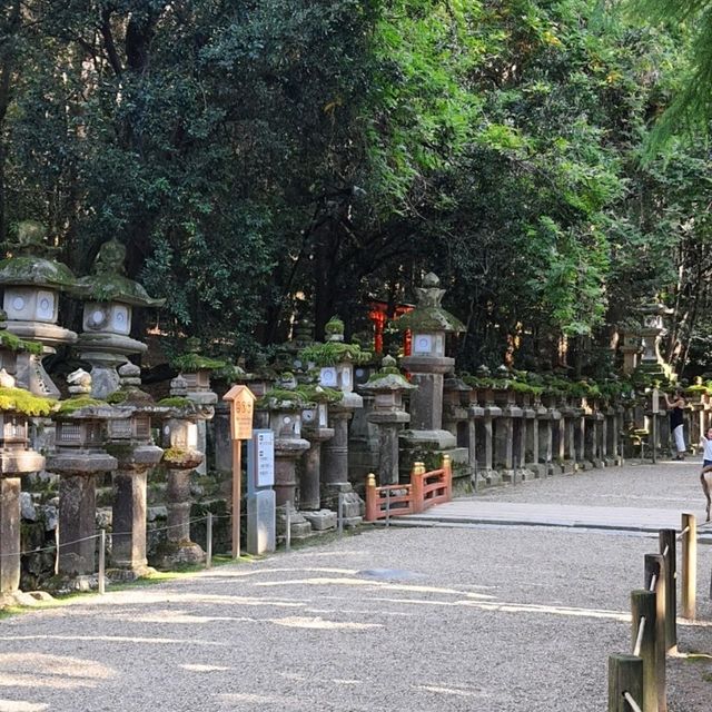日本奈良春日大社，神明與小鹿的約會