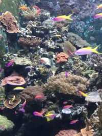 The Beauty of the Deep: A Relaxing Escape at S.E.A. Aquarium