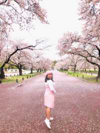 Osaka in Bloom: 2-Day Cherry Blossom Adventure & Universal Studios Magic