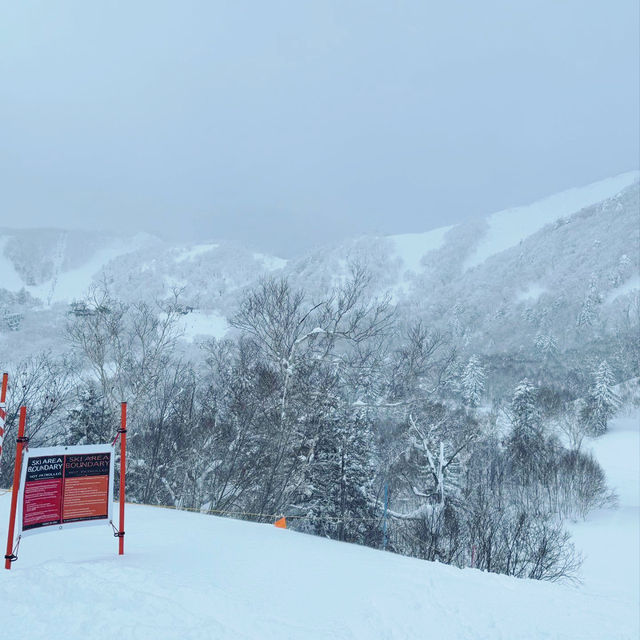 Unforgettable Powder at Furano Ski Resort 🇯🇵