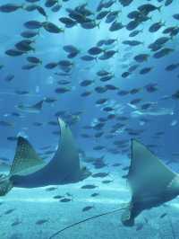 沖繩必去景點🐳美麗海水族館🐬🐠