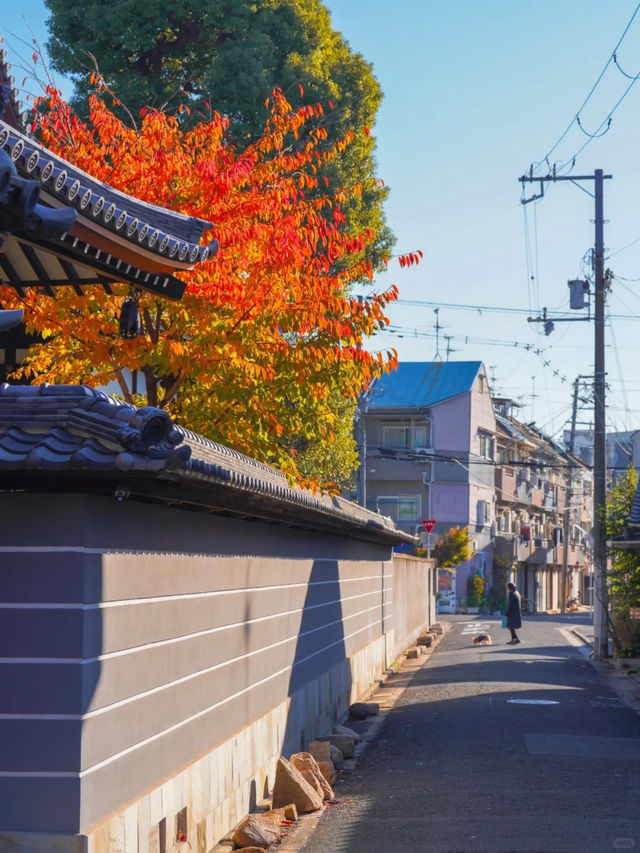 大阪難宗寺｜秋日限定的銀杏黃，美哭了！ 🍂✨