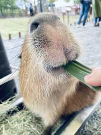 ～斑比山丘～ 可以近距離接觸可愛動物的農場