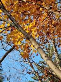 가을이 되면 이숲은 꼭 가보시길🍂🍁