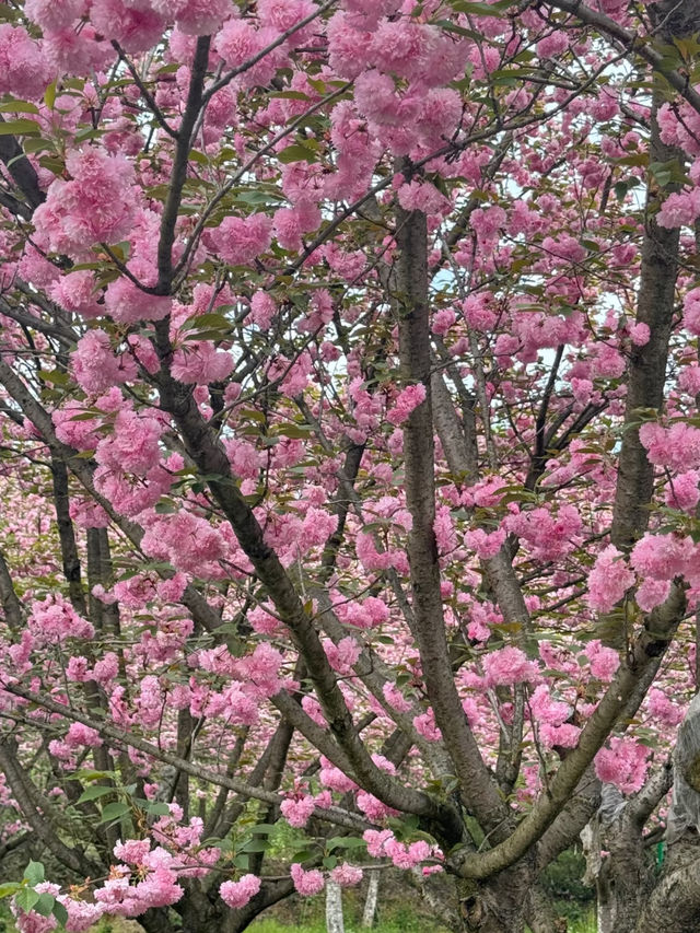 貴安櫻花園：自然與靜謐的春日天堂