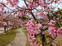 中科崴立櫻花公園賞櫻美景