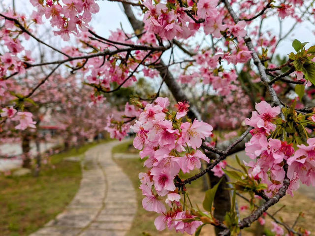 中科崴立櫻花公園賞櫻美景