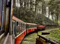 Alishan Adventure: A Journey Through Time and Nature 🏔️🤩