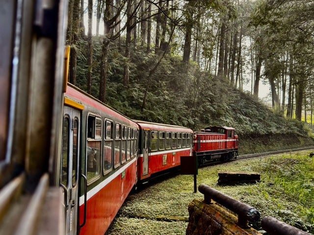 Alishan Adventure: A Journey Through Time and Nature 🏔️🤩