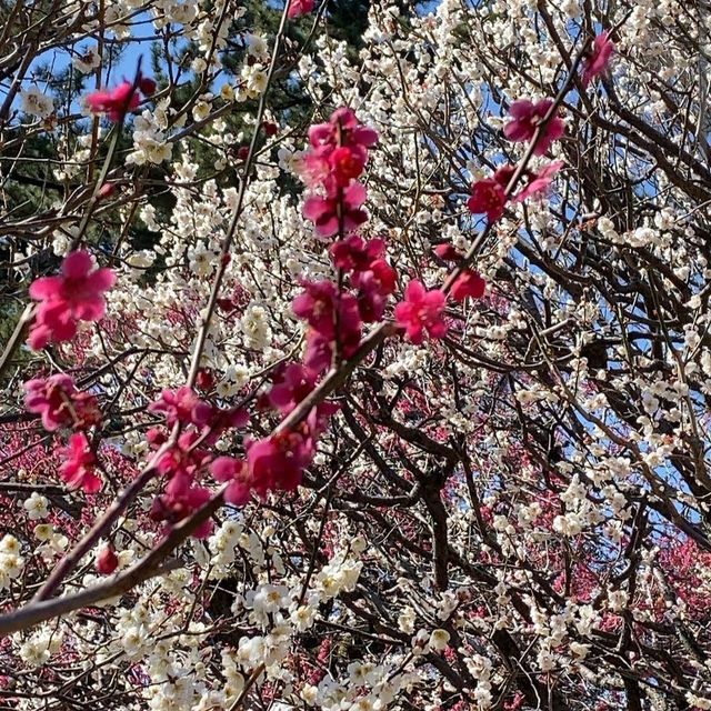 Koganei Park (小金井公園)