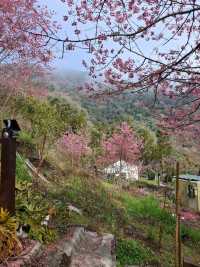 觀雲休閒農莊賞櫻美景