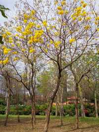 深圳南頭古城與中山公園：歷史與自然的完美結合 🏯🌳