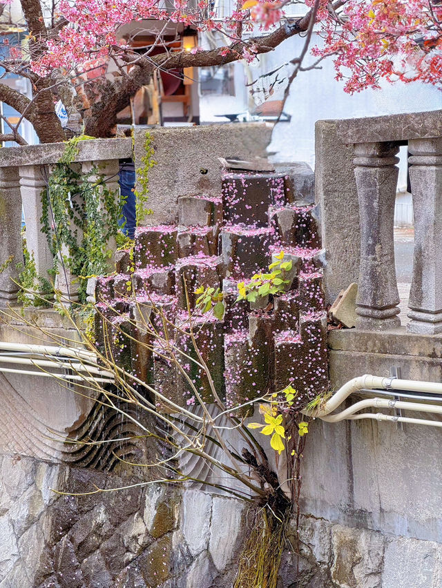 【熱海】河津桜より早い?!🌸お花見でやるべき3つのこと