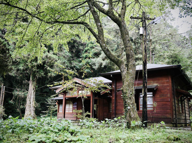 🚂🌲 阿里山小火車探險：在森林中漫步！🌳✨ 隨著火車的呼嘯聲，一起探索這片美麗的綠色世界吧！🌞🍃🌼