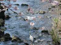 Yamazaki River Four Seasons Road (山崎川四季の道)