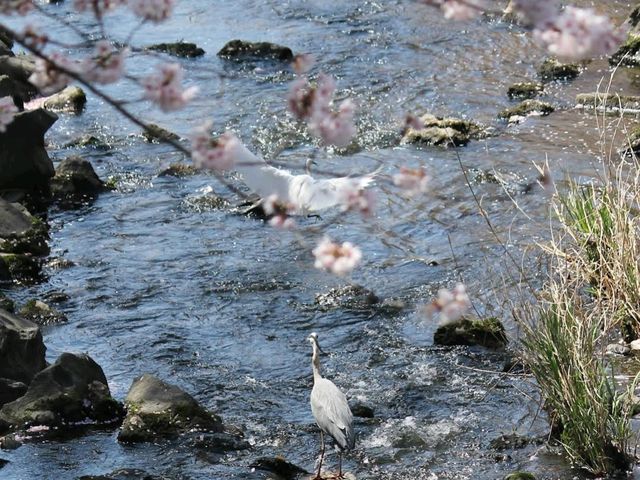 Yamazaki River Four Seasons Road (山崎川四季の道)