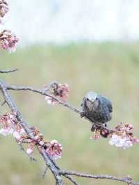 【埼玉×北浅羽桜堤公園】一足先に満開になる桜のスポット