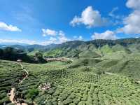Cameron Valley Tea: Perfect Spring Spot