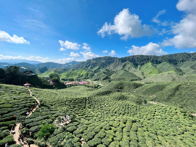 Cameron Valley Tea: Perfect Spring Spot