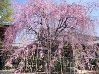【東京】隠れた桜の名所！「諏訪山　吉祥寺」
