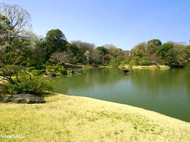 【東京】圧巻の枝垂れ桜の大木！「六義園」