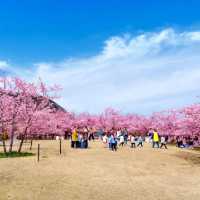 ～奧武山公園～櫻之美～
