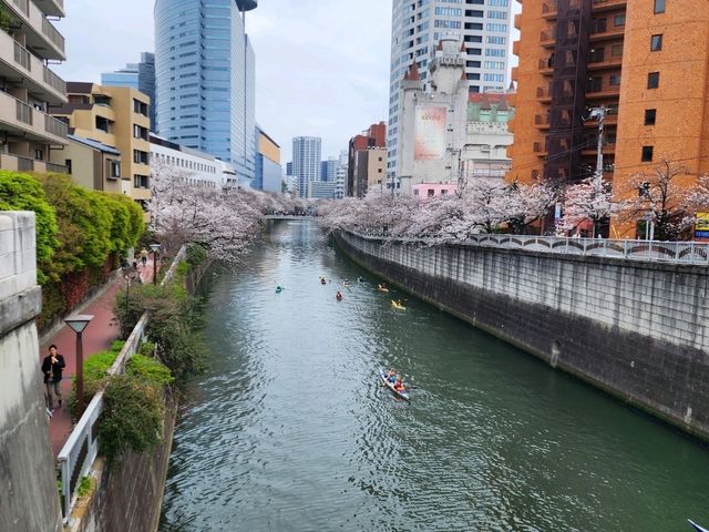 目黒川の桜が彩る春の散歩道、訪れるべき絶景スポット